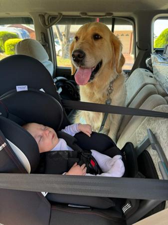 Golden Retriever for sale by CATLAGOLD