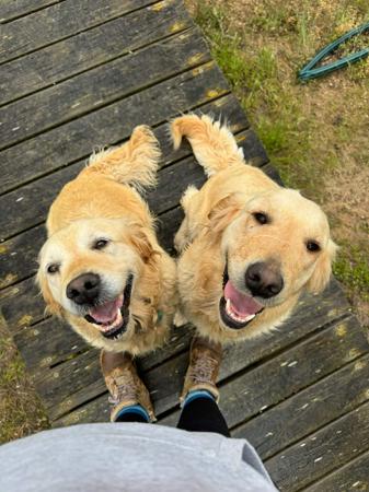 Golden Retriever for sale by CATLAGOLD
