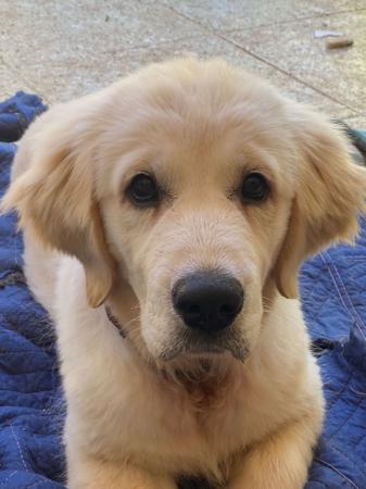 Golden Retriever puppy for sale by KITEROA