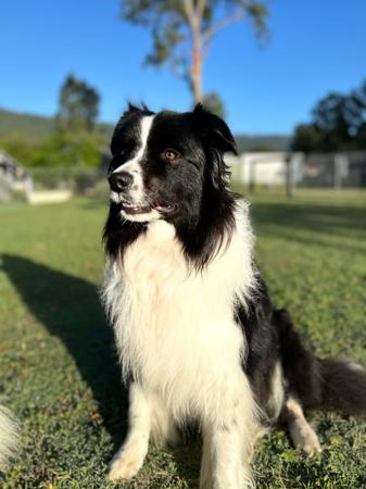Border Collie for sale by CREGNEASHBC