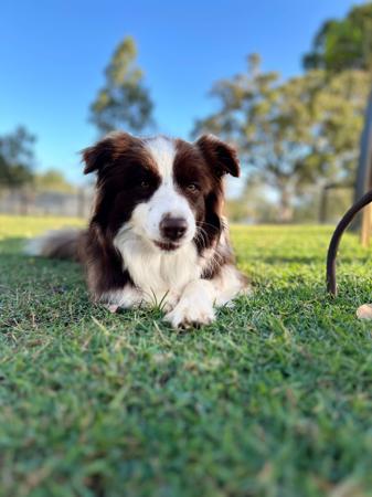 Border Collie for sale by CREGNEASHBC