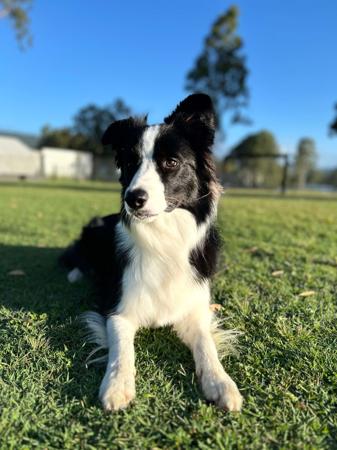 Border Collie for sale by CREGNEASHBC