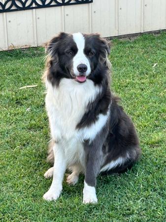 Border Collie for sale by CREGNEASHBC