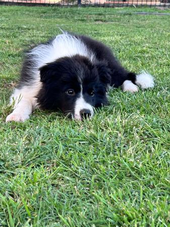 Border Collie for sale by CREGNEASHBC