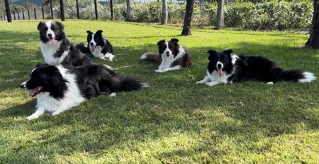 Border Collie for sale by CREGNEASHBC