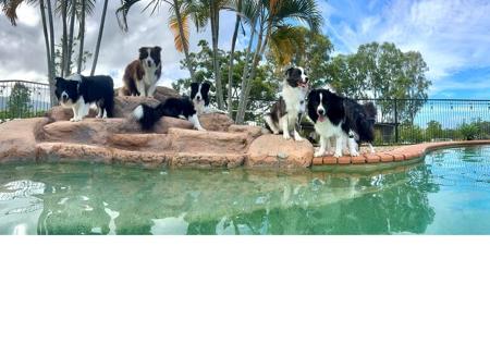 Border Collie for sale by CREGNEASHBC