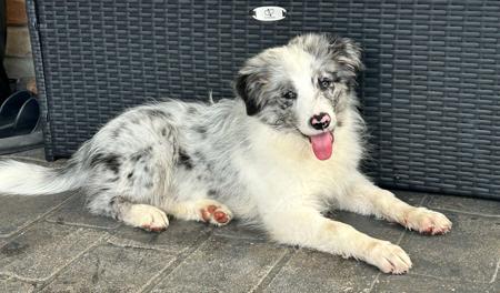 Border Collie for sale by CREGNEASHBC
