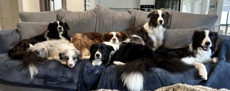 Border Collie for sale by CREGNEASHBC