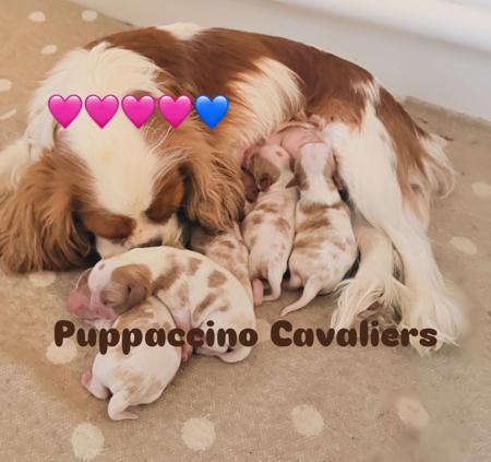 Cavalier King Charles Spaniel puppy for sale by PUPPACCINOCAVALIERS