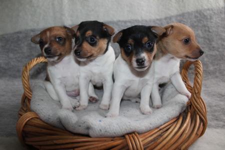 Tenterfield Terrier for sale by TAMBOTENTI