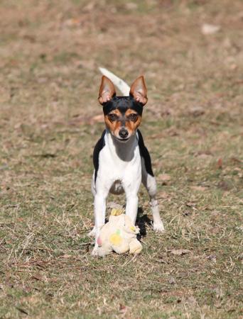 Tenterfield Terrier for sale by TAMBOTENTI