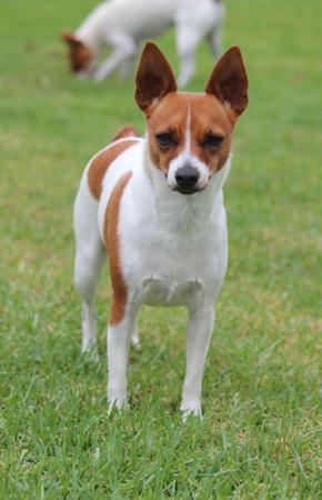 Tenterfield Terrier for sale by TAMBOTENTI