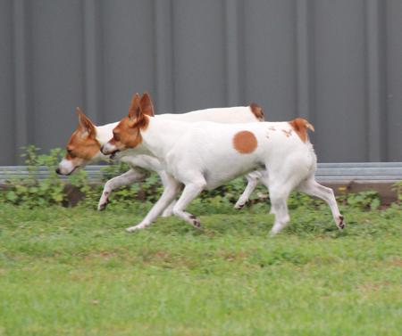 Tenterfield Terrier for sale by TAMBOTENTI