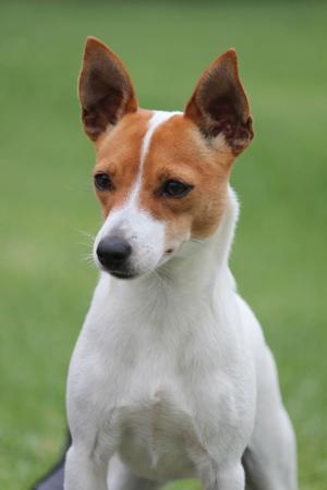 Tenterfield Terrier for sale by TAMBOTENTI