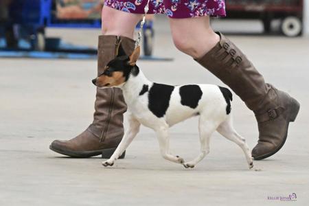 Tenterfield Terrier for sale by TAMBOTENTI