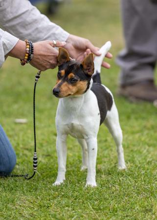 Tenterfield Terrier for sale by TAMBOTENTI