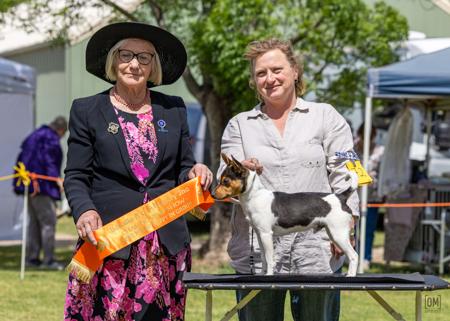 Tenterfield Terrier for sale by TAMBOTENTI