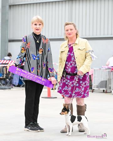 Tenterfield Terrier for sale by TAMBOTENTI