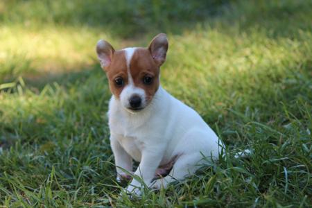 Tenterfield Terrier puppy for sale by TAMBOTENTI