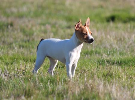 Tenterfield Terrier puppy for sale by TAMBOTENTI