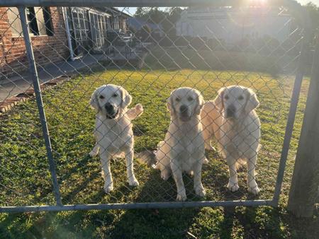 Golden Retriever for sale by NODENHOPE