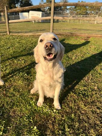 Golden Retriever for sale by NODENHOPE