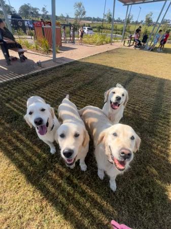 Golden Retriever for sale by NODENHOPE