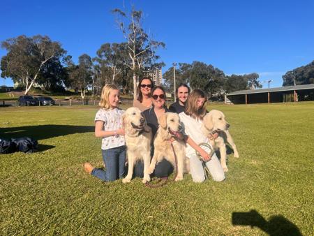 Golden Retriever for sale by NODENHOPE