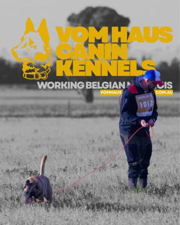 Belgian Shepherd Dog (Malinois) for sale by VOMHAUSCANIN