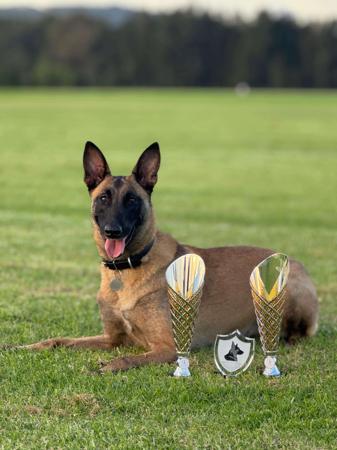 Belgian Shepherd Dog (Malinois) for sale by VOMHAUSCANIN