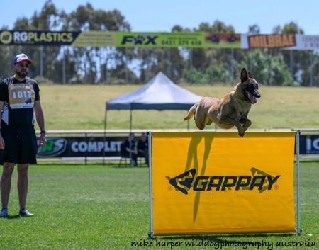 Belgian Shepherd Dog (Malinois) for sale by VOMHAUSCANIN