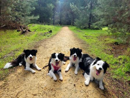 Border Collie for sale by CASSAJAX