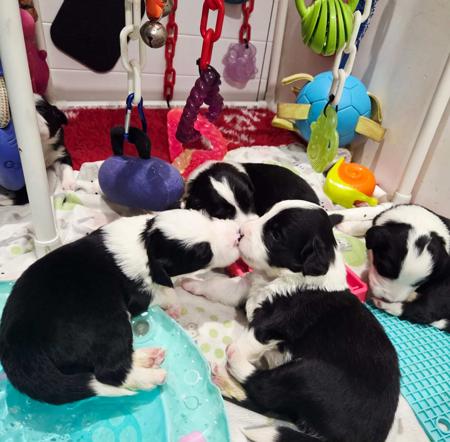 Border Collie puppy for sale by CASSAJAX