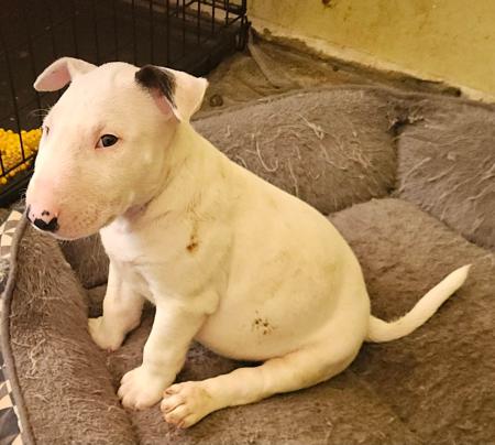 Bull Terrier for sale by LILIUMBULLS