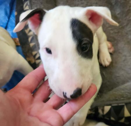 Bull Terrier for sale by LILIUMBULLS