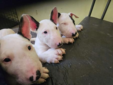 Bull Terrier for sale by LILIUMBULLS