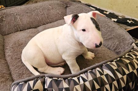 Bull Terrier for sale by LILIUMBULLS