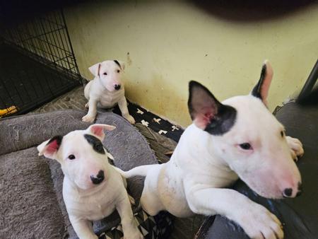 Bull Terrier for sale by LILIUMBULLS