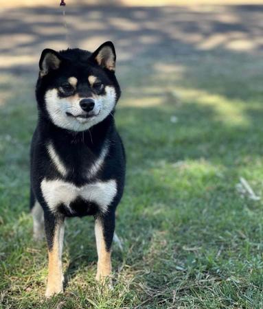 Shiba Inu for sale by HASUMI