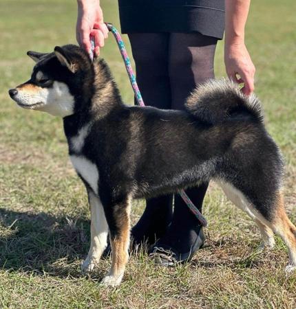 Shiba Inu for sale by HASUMI