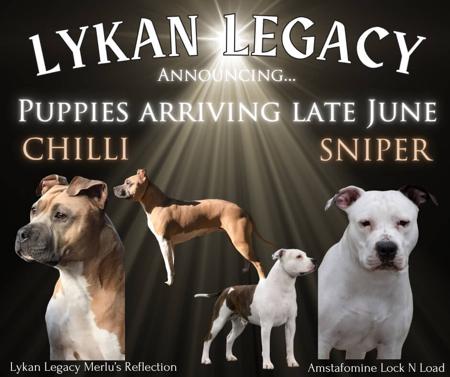 American Staffordshire Terrier for sale by LYKANLEGACY