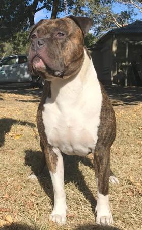 American Staffordshire Terrier for sale by LYKANLEGACY