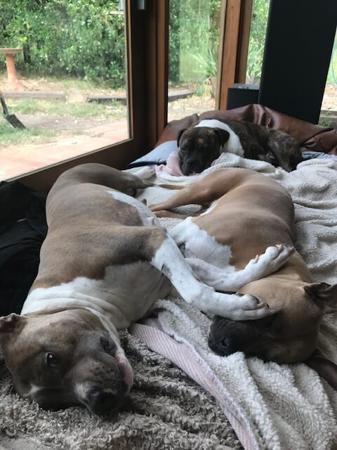 American Staffordshire Terrier for sale by LYKANLEGACY