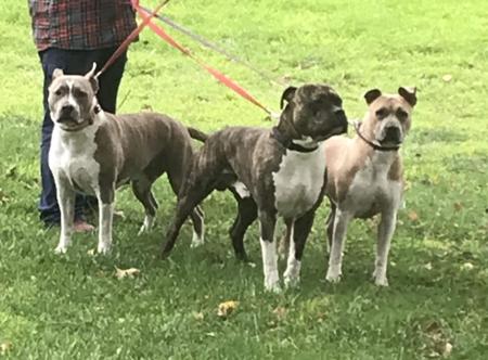 American Staffordshire Terrier for sale by LYKANLEGACY
