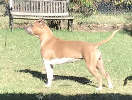 American Staffordshire Terrier for sale by LYKANLEGACY