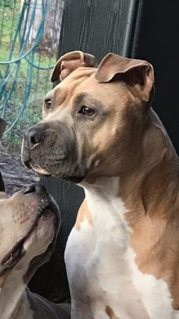 American Staffordshire Terrier for sale by LYKANLEGACY