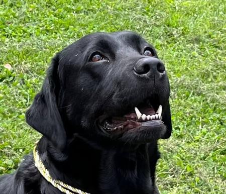 Labrador Retriever for sale by PENELVA