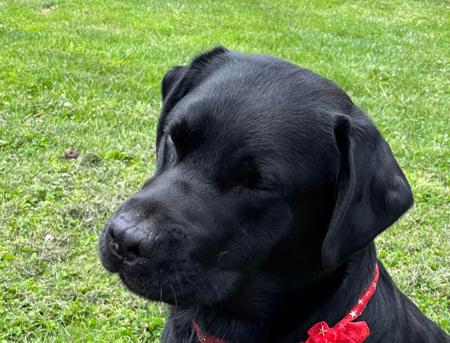 Labrador Retriever for sale by PENELVA