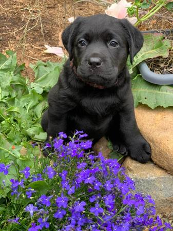 Labrador Retriever for sale by PENELVA