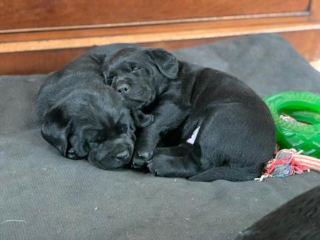 Labrador Retriever for sale by PENELVA